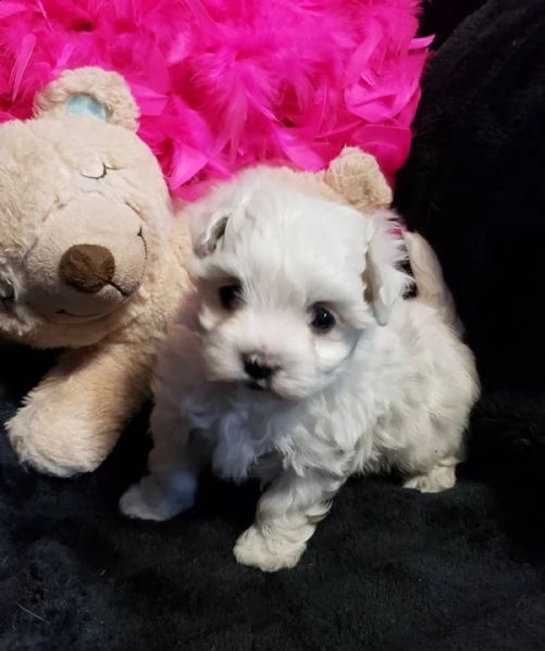  cuccioli di maltese toy privato mette in vendita meravigliosi cuccioli di maltese bianco nati il 5 