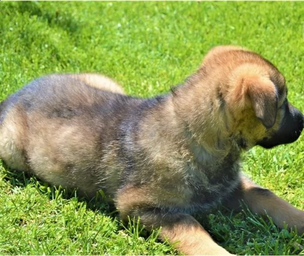 regalo pastore tedesco cuccioli meravigliosi ! 