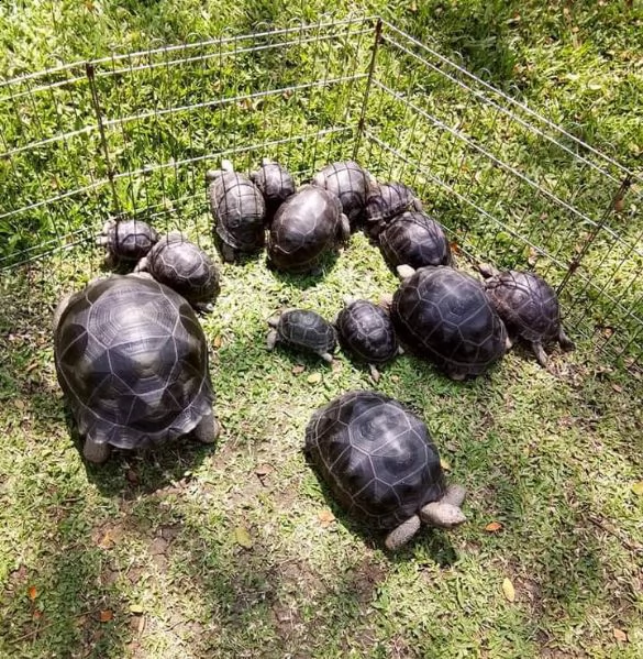 aldabra, sulcata, galapagos, radiata, ...