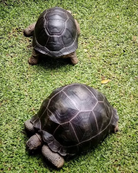 galapagos, radiata, aldabra, sulcata ...