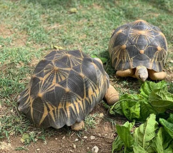 aldabra, sulcata l, radiata, galapagos, ..