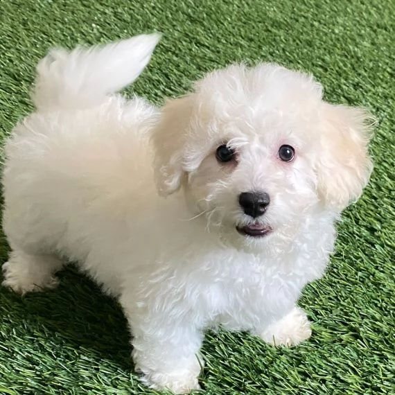 regarlo bichon frise cuccioli bellissima cucciolata cerca nuova famiglia, 4 maschi e 3 femmina, 60 g