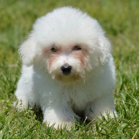 regarlo bichon frise cuccioli