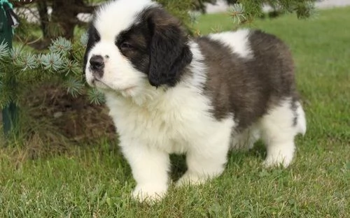 regalo adorabili cuccioli  san bernardo  femminucce e maschietti gratuita