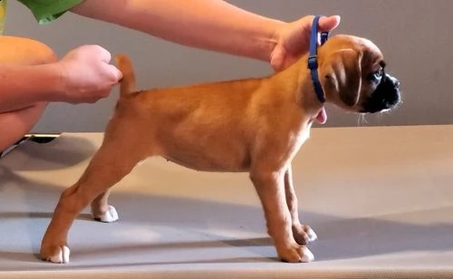 regalo estremamente carino cuccioli di boxer per l'adozione .