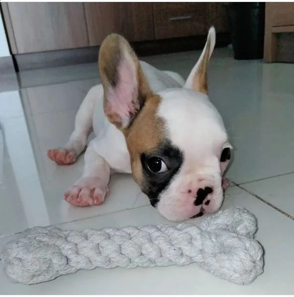 -regalo cucciolo bulldog francese+++