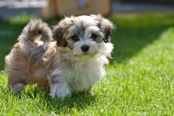 regalo havanese cuccioli meravigliosi ! 