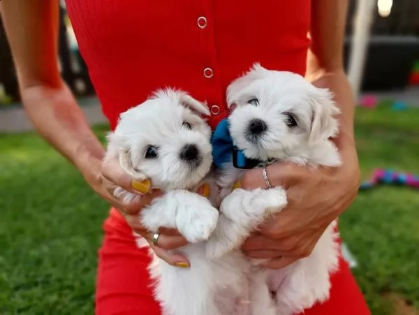 adorabili cuccioli maltese  femminucce e maschietti disponibili 