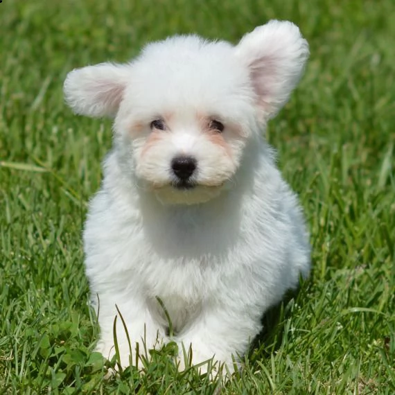 bichon frise cuccioli per l'adozione bellissima cucciolata cerca nuova famiglia, 4 maschi e 3 femmin