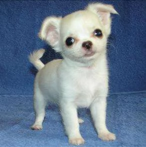 giocattolo regalo cuccioli di chihuahua i cuccioli di chihuahua sono disponibili per l'adozione, con