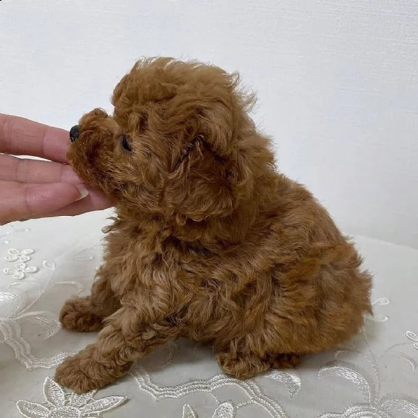 cuccioli di barboncino  femminucce e maschietti disponibili .