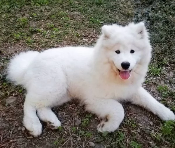 meraviglioso regalo di samoiedo   cuccioli di samoiedo  di ottima genealogia, già vaccinati, svermin