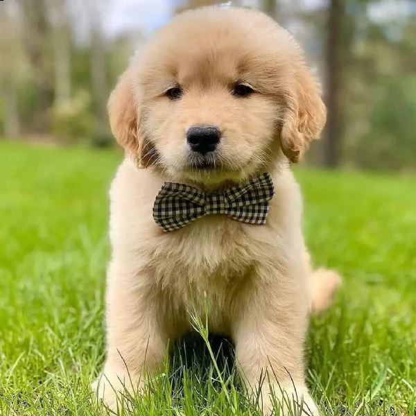 abbiamo bellissimi cuccioli di golden retriever che sono pronti per andare in case amorevoli con un 