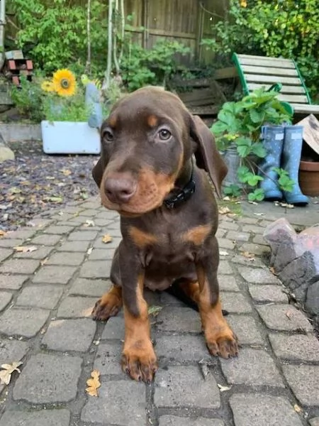 regalo adorabili cuccioli  dobermann