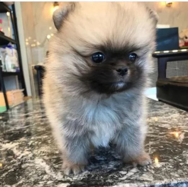 ggf regalo cucciolo regalo pomerania mini giocattolo