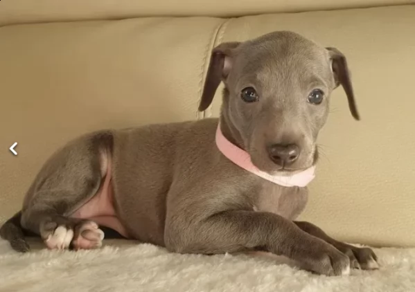 cuccioli fantastico leriero italiano