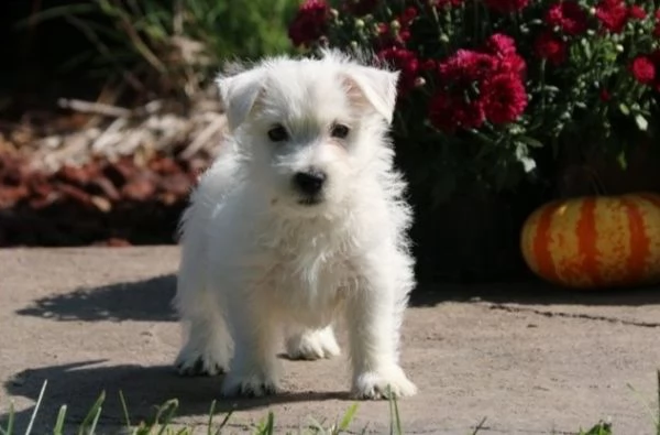  adorabili cuccioli  west highland terrier bianco  femminucce e maschietti disponibili