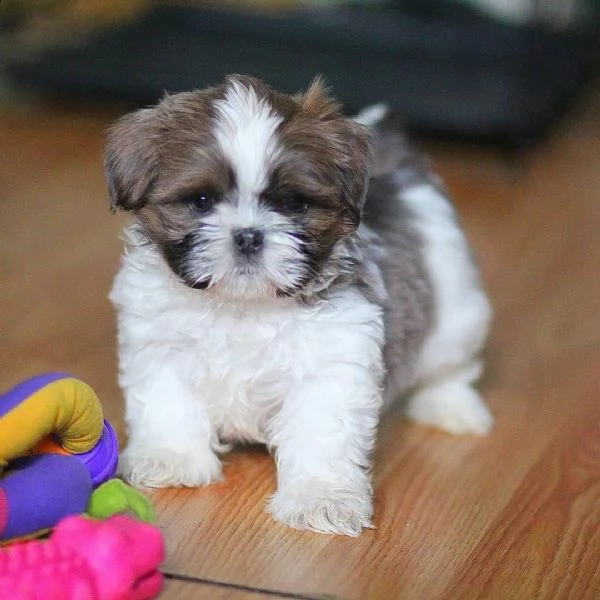 regalo bellissimi cuccioli allevati shih-tzu, colore bianco e nero.