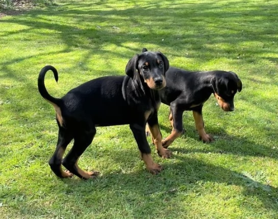 dobermann di femmina e maschio di tre mesi | Foto 0