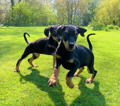 dobermann di femmina e maschio di tre mesi