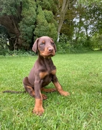 dobermann chocolate cuccioli