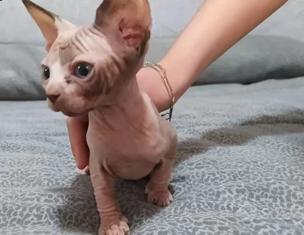 cuccioli di sphynx disponibili