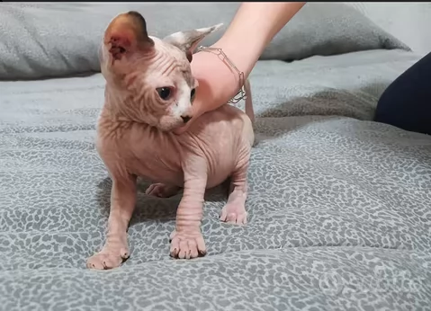 cuccioli di sphynx disponibili | Foto 1