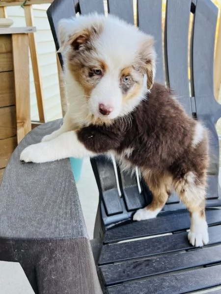 regalo adorabili cuccioli pastore australiano femminucce e maschietti gratuita 