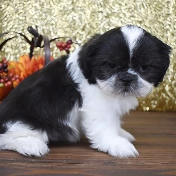 regalo cuccioli shih tzu