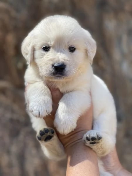 regalo golden retriver cuccioli .