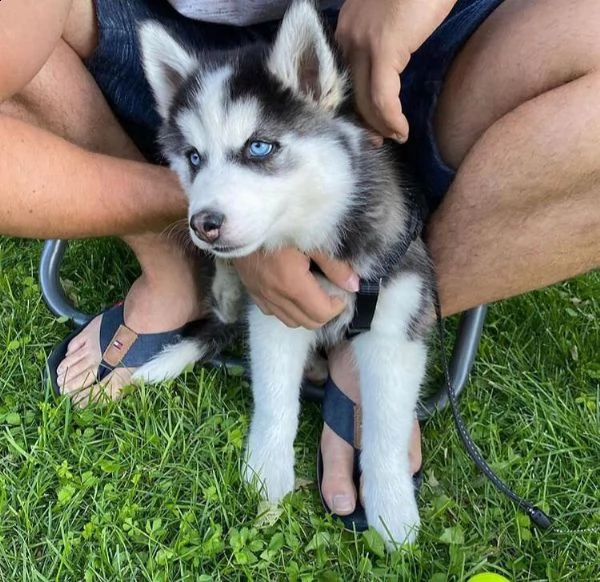 abbiamo disponibili cuccioli di siberian husky maschi e femmine. i