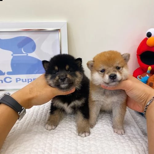 regalo due cuccioli di shiba inu per l'adozione 