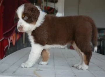 adorabili cuccioli di australiano pastore