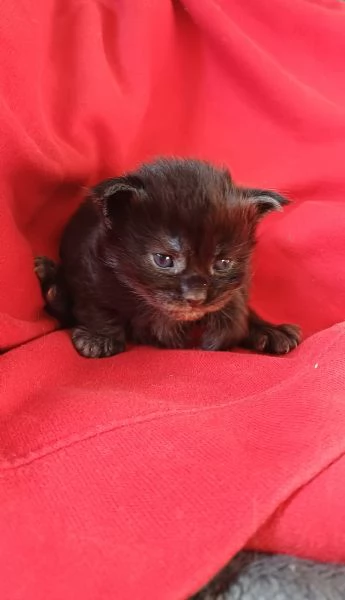 Cuccioli di Maine Coon black smoke  | Foto 1