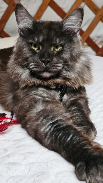 Cucciole di Maine Coon  | Foto 3