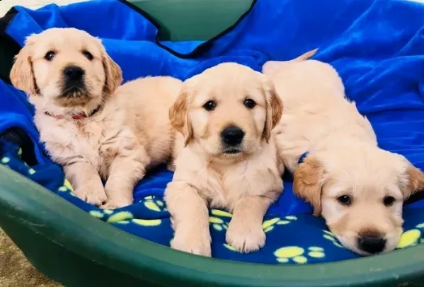 cuccioli di golden retriever