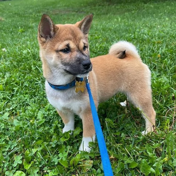 regalo due cuccioli di shiba inu per l'adozione