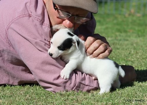 regalo jack russell cuccioli .