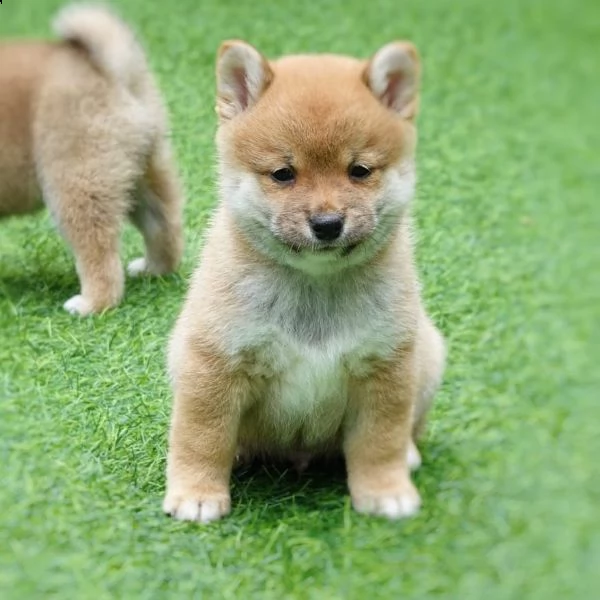 disponibili cuccioli shiba inu in regalo