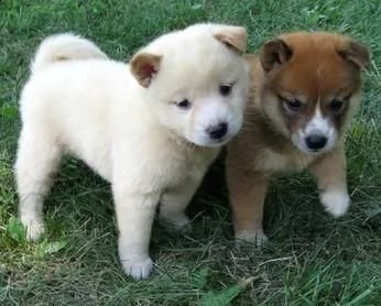 disponibili cuccioli di shiba inu