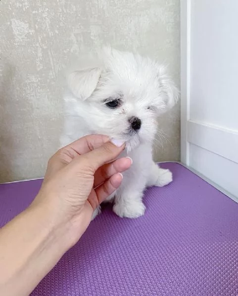 maltese maschio e femmina | Foto 0