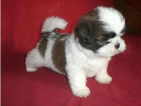 dolci cuccioli di shih tzu maschi e femmine