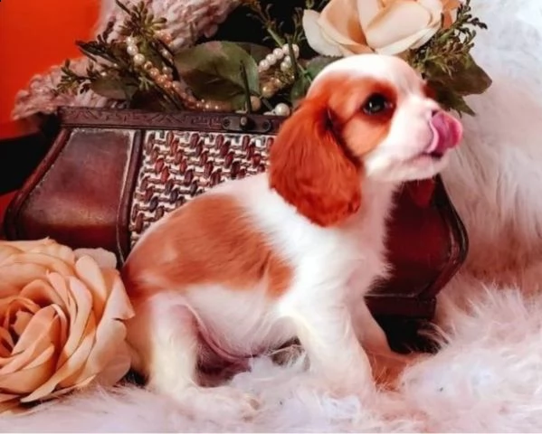  cuccioli di cavalier king  femminucce e maschietti per l'adozione