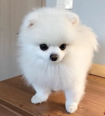  regalo cuccioli di volpino di pomerania..