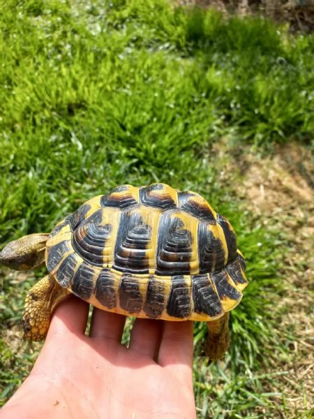 Testudo Hermanni maschio adulto | Foto 3