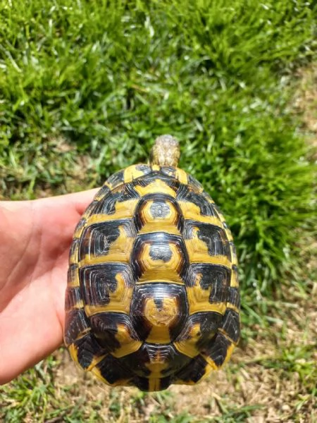 Testudo Hermanni maschio adulto | Foto 2