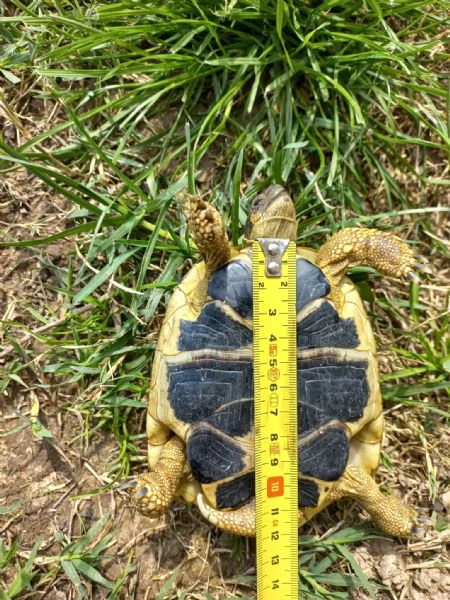 Testudo Hermanni maschio adulto | Foto 1