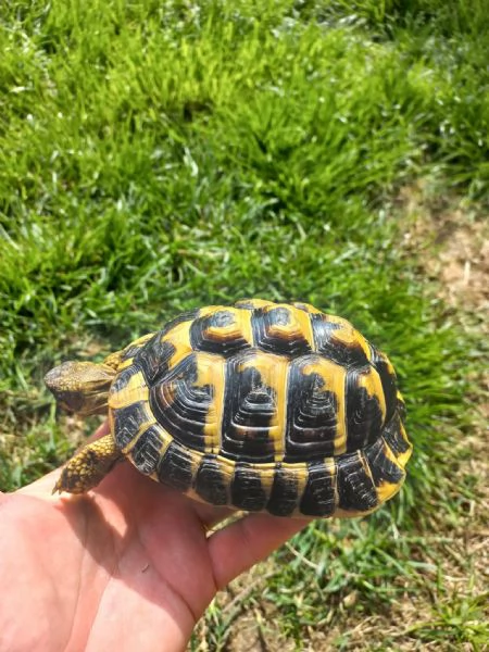 Testudo Hermanni maschio adulto