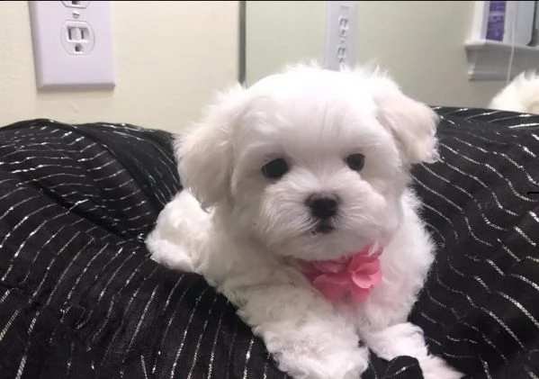 bellissimi cuccioli di maltese