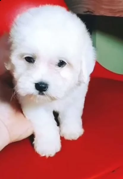 bellissimi cuccioli di maltese | Foto 0